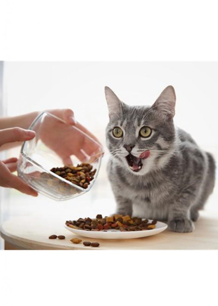 Benefits of Healthy Cat Foods. Pet Life Here