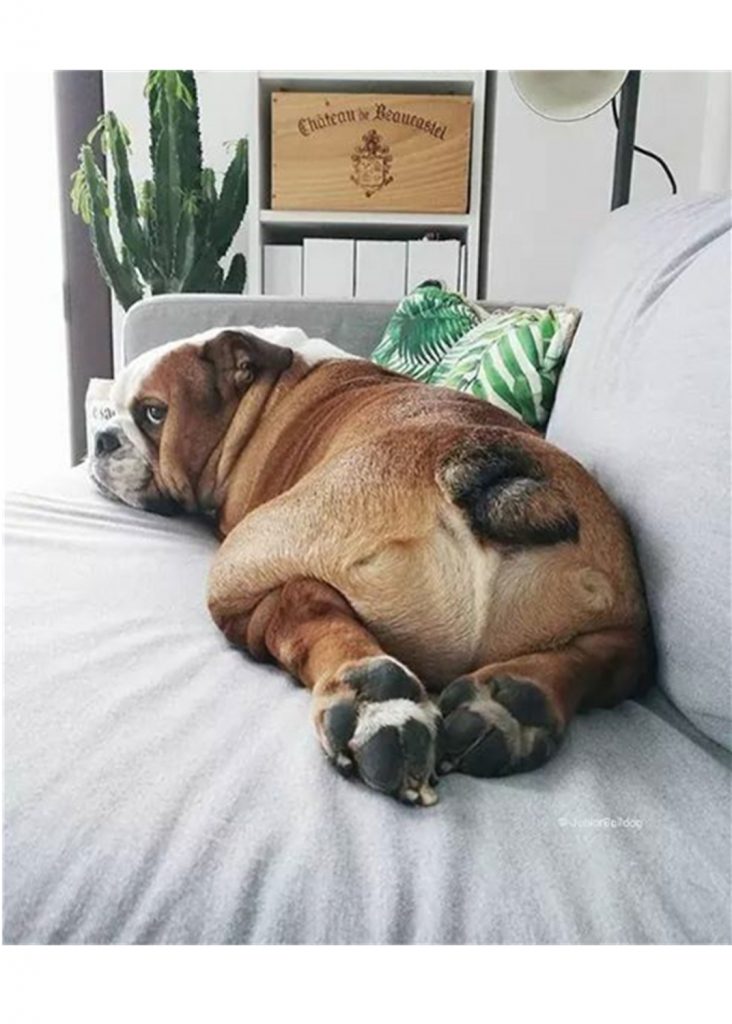 Get The Best Pet Food Supplies Online Services. Pet Life Here