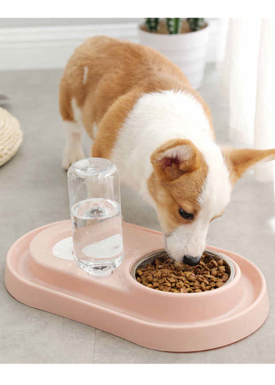 Get The Best Pet Food Supplies Online Services. Pet Life Here