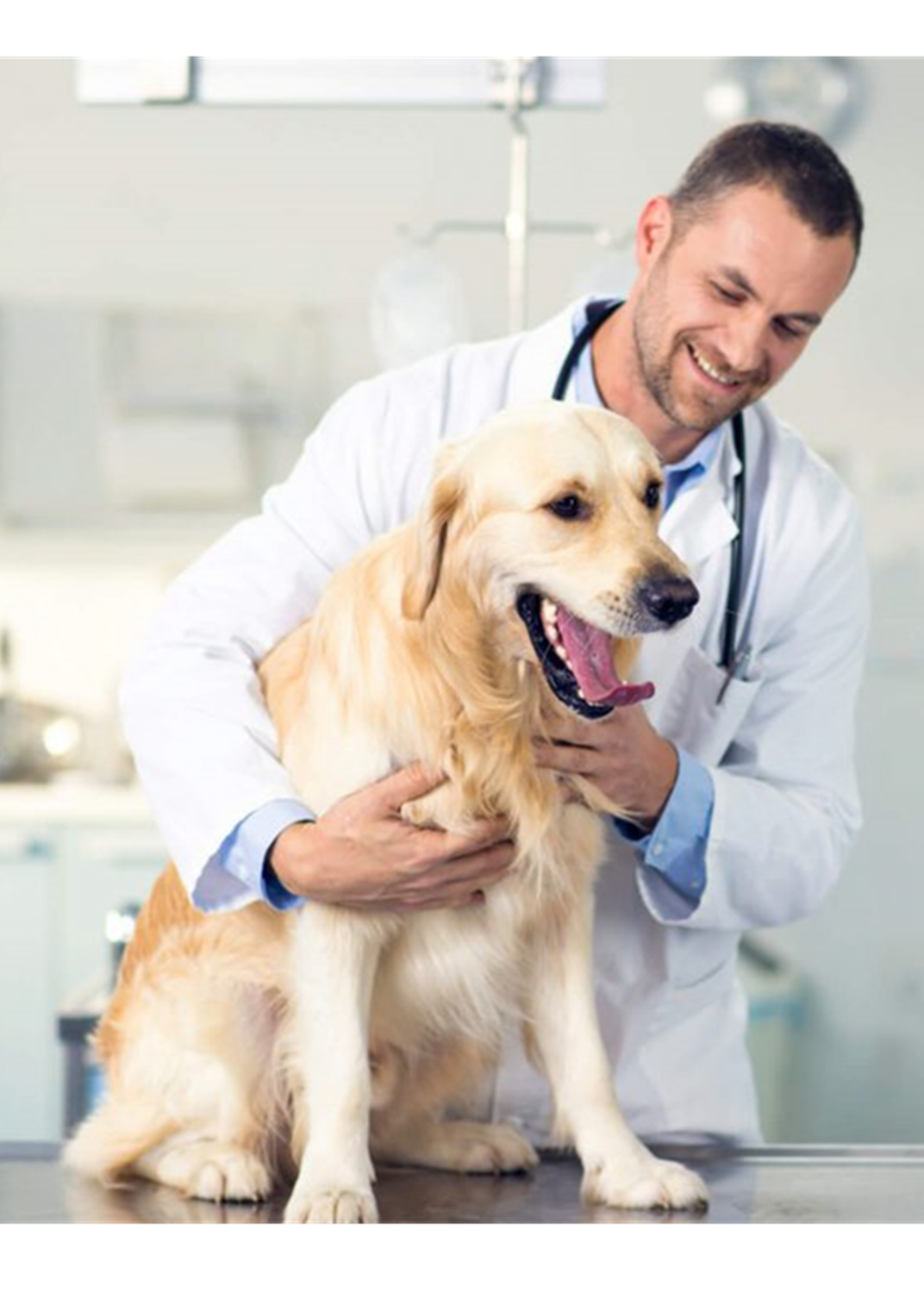 Know the Importance of Pet Healthcare for Owing a Healthy Pet. Pet