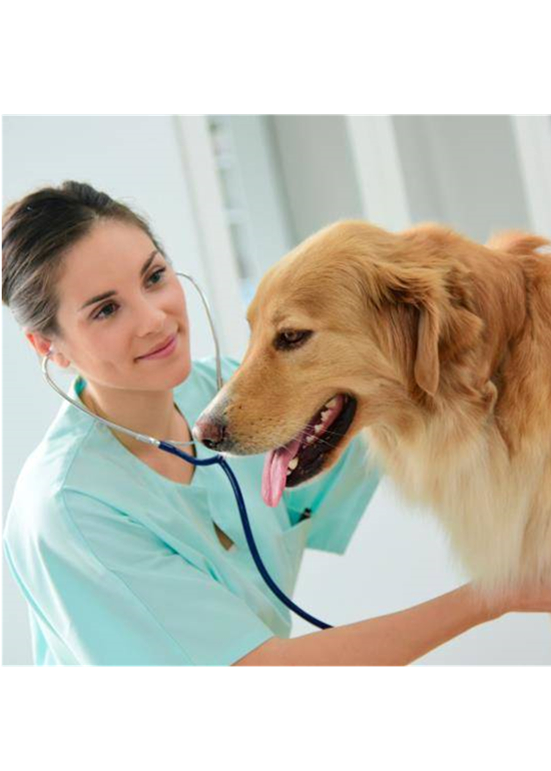 Профессия врач ветеринар. Забота о домашних животных. Животные у ветеринара. Художник чарльз бартон барбер. Девочка лечит животных.