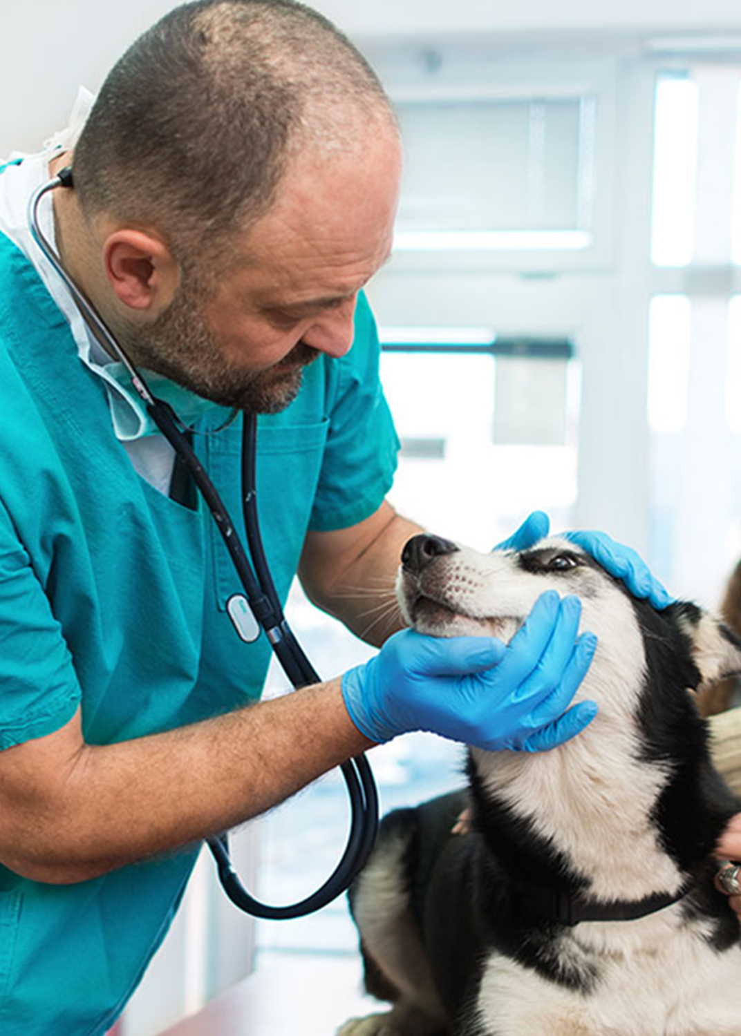 Enjoy The Benefits Of InHome Pet Vet Care For Your Pet Pet Life Here