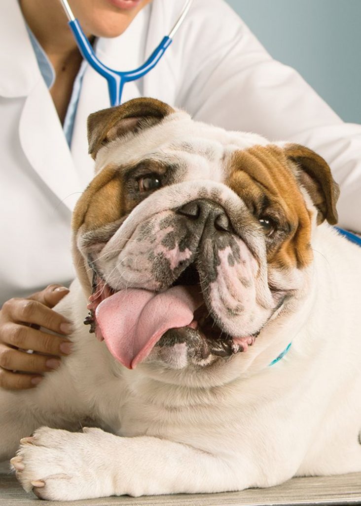 Enjoy The Benefits Of InHome Pet Vet Care For Your Pet Pet Life Here