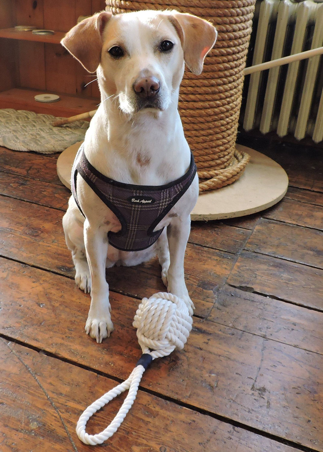 Importance Of Selecting The Best Pet Toys For Your Dog Pet Life Here