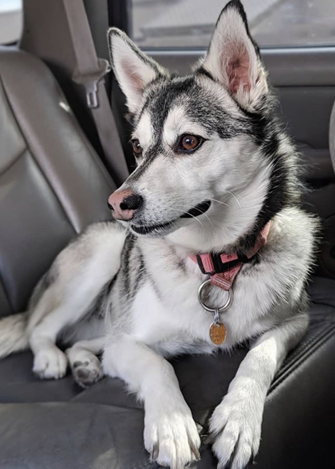 Know The Benefits Of Pet Life Insurance For Your Pet Pet Life Here