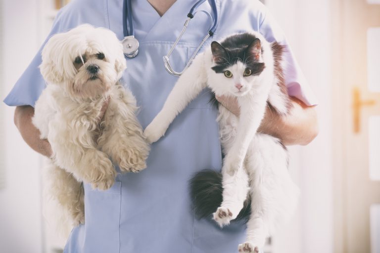 Vet with dog and cat in his hands