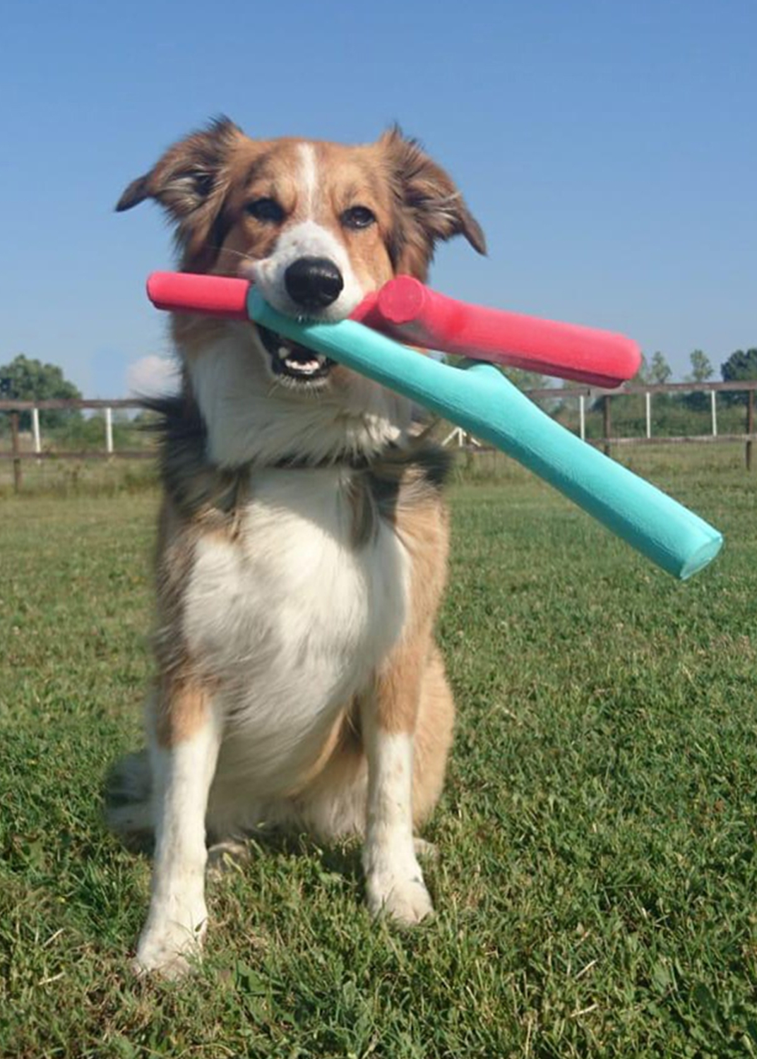 The Importance Of Pet Toys Pet Life Here