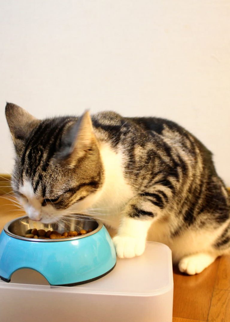 Why You Should Buy Healthy Cat Food Pet Life Here