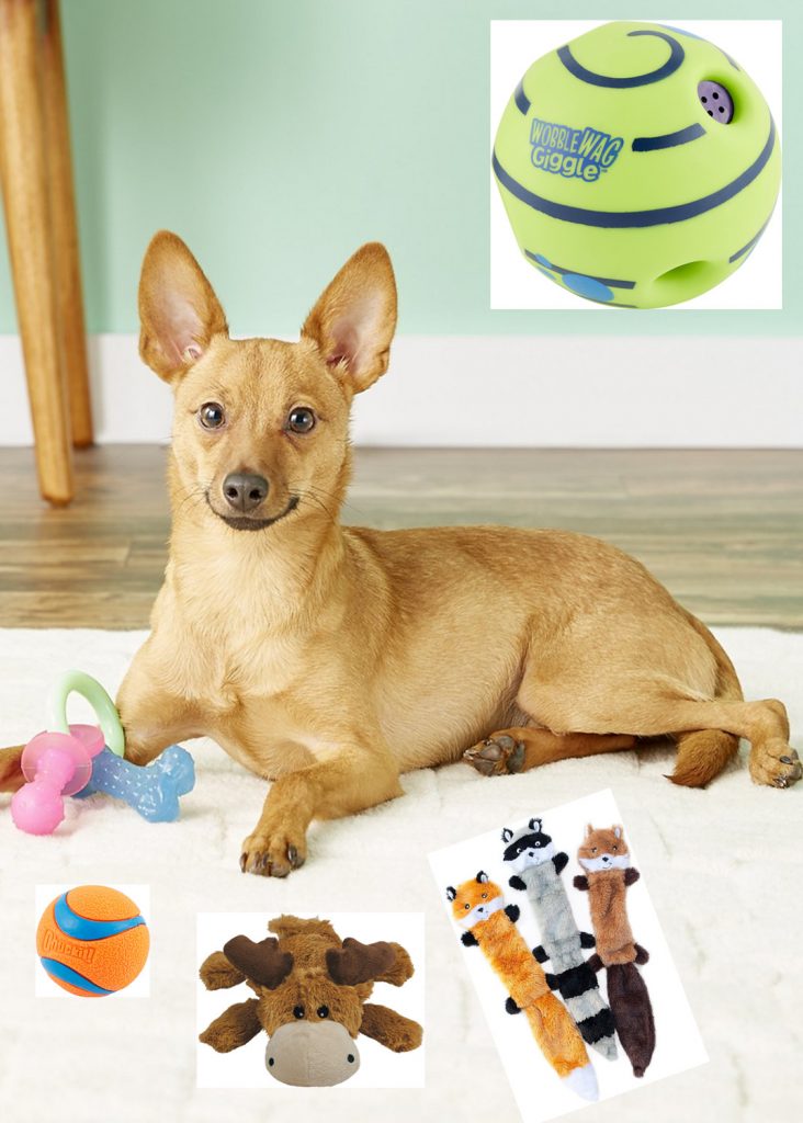 Top 8 Dog Toys For Your Dog Pet Life Here